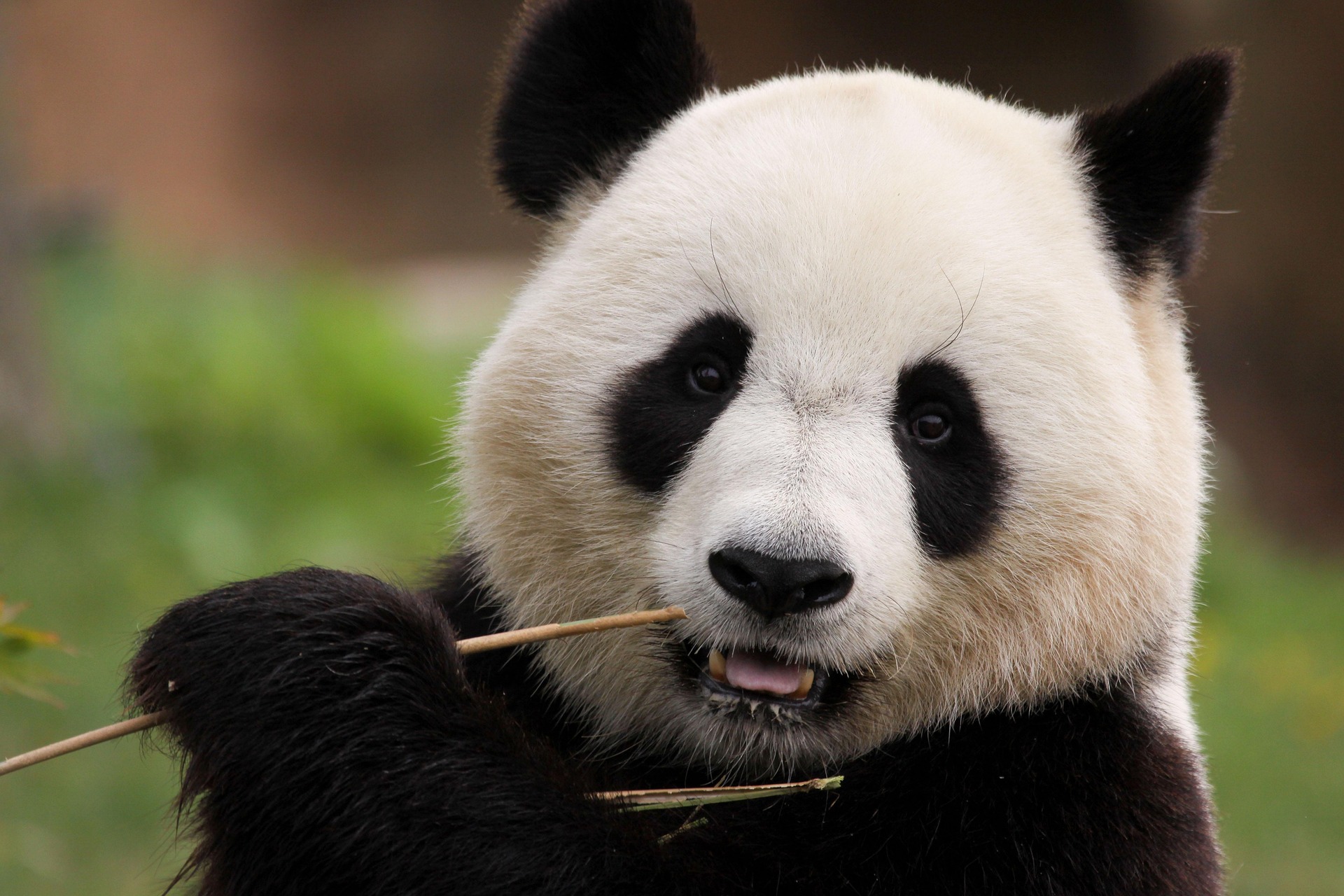 panda-velka