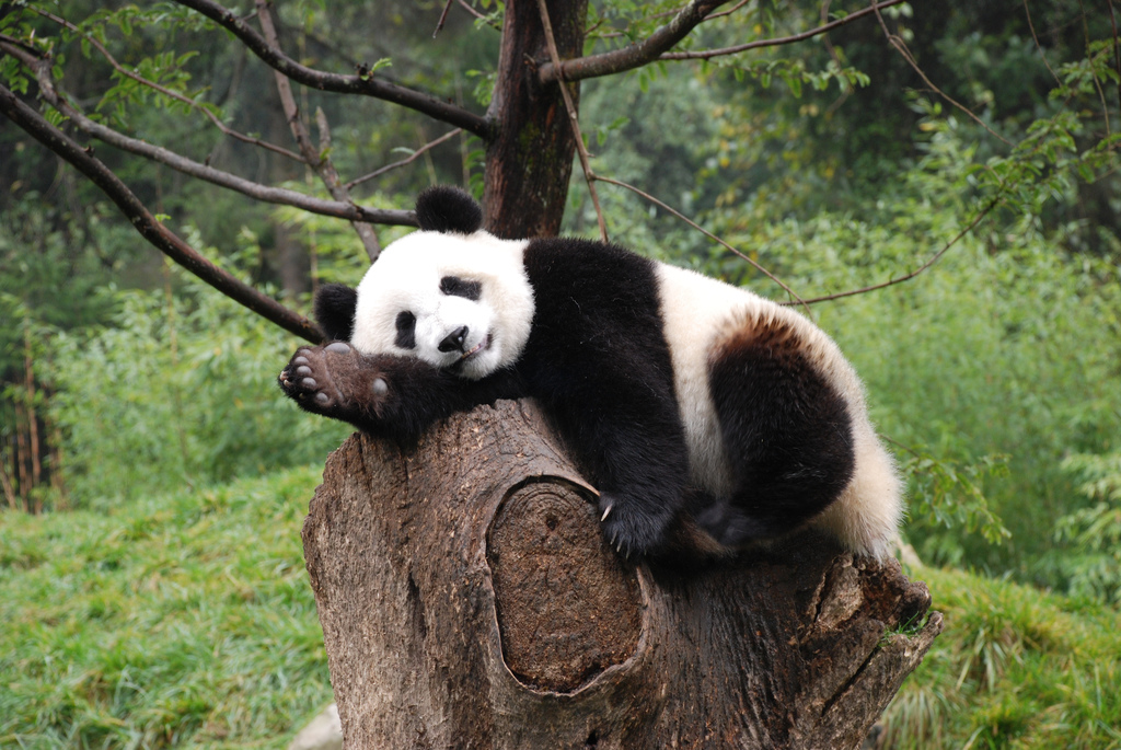 panda-velka detail
