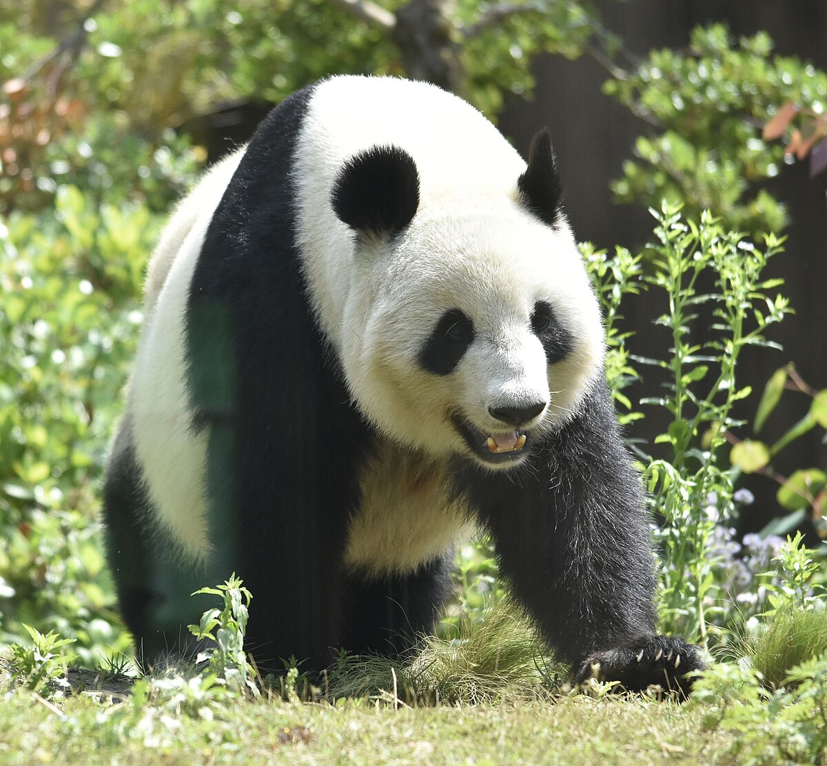 panda-velka detail